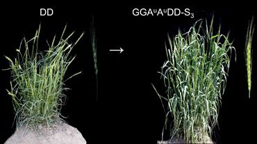 Researchers Reveal New Insights into Nucleolar Dominance of Newly Resynthesized Hexaploid Wheat
