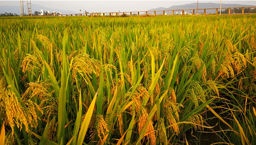Scientists Reveal Molecular Interaction of Carbon/Nitrogen Metabolism in Rice