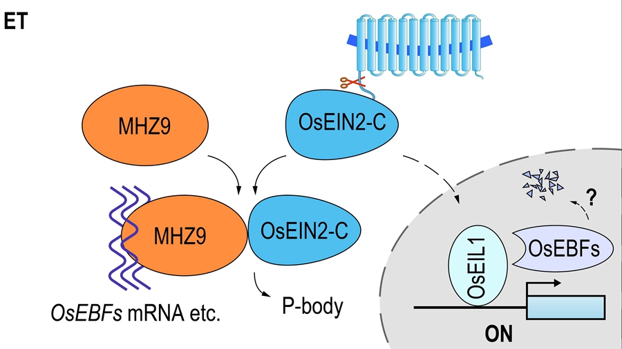 MHZ9 Modulates Ethylene Signaling at Translational Level in Rice