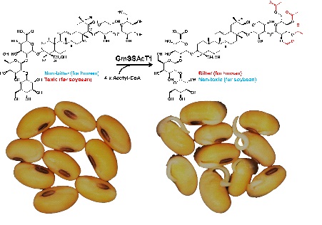 Soyasaponin Detoxification Is Indispensable for Soybean Seed Germination