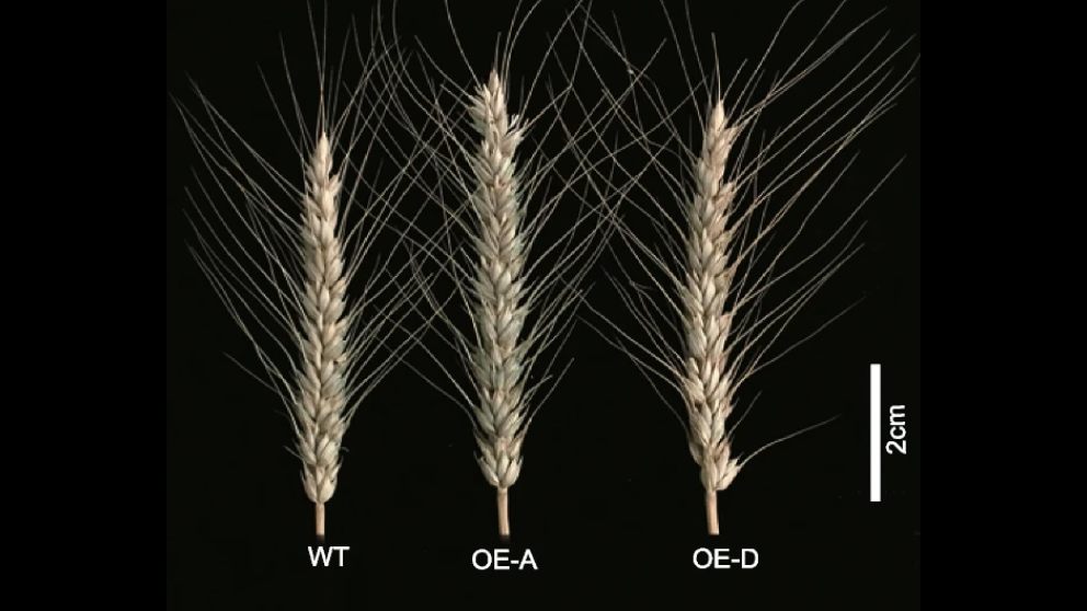 Scientists Found New Mechanisms Regulating Spike Traits of Wheat through High-resolution Genetic Mapping