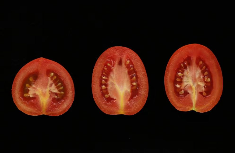Scientists Design Fresh Tomatoes Suitable for Mechanical Harvesting