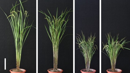 Scientists Discover How Low Phosphorus Regulate Rice Architecture and Nutrient Uptake