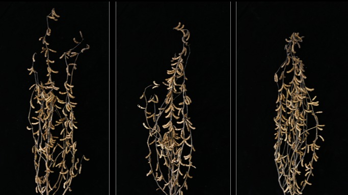 Researchers Identified a Novel Soybean Regulator that Affects Seed Weight and Size