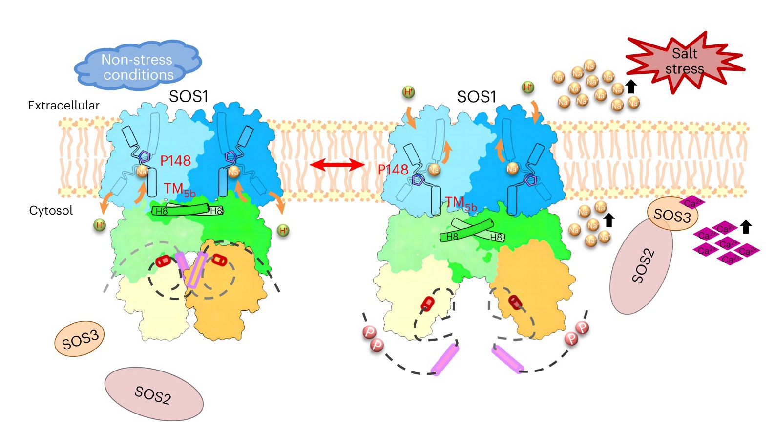 Seeing how SOS1 works in response to salt stress