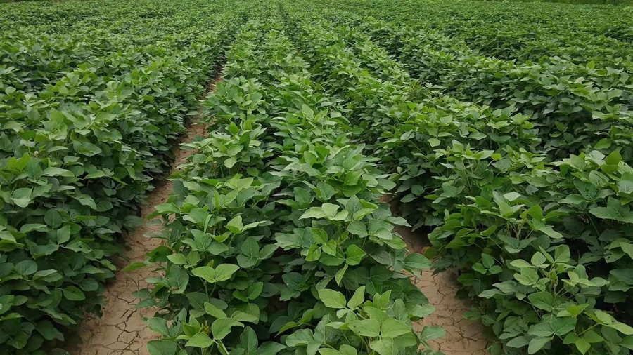 A Peroxidase Gene GmPrx16 Confers Drought Tolerance in Soybean
