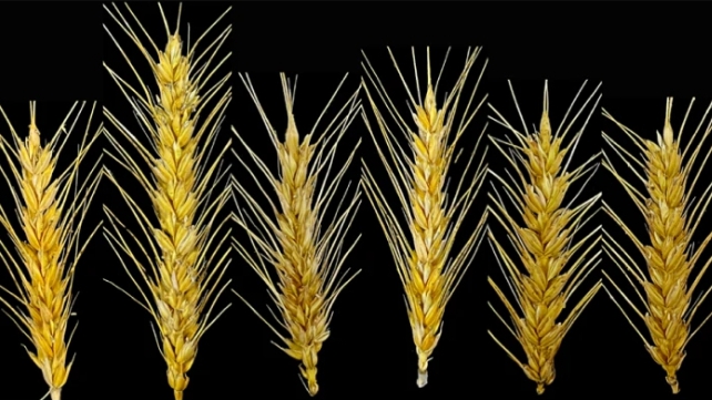 Evolution of TE-initiated ELEs Generates Subgenome-biased Spike Specificity in Common Wheat