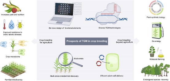 Advancing Crop Breeding Through Targeted Genome Modification