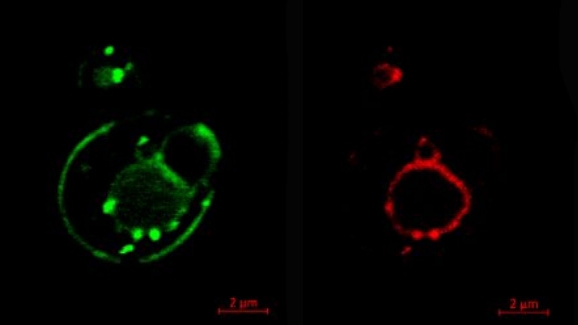 MATE Transporter Facilitates Bitter Saponin Transport from Cytoplasm to Vacuole