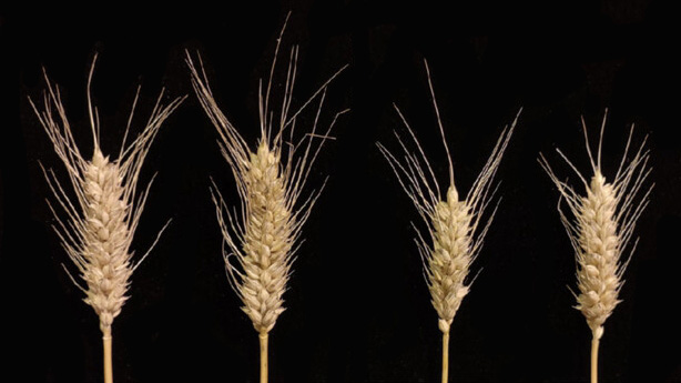 Researchers Unlock Wheat's Water-Saving Potential with TabHLH27 Balancing Stress and Growth