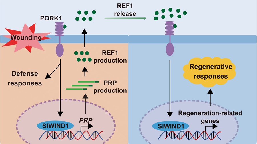 Scientists Discover Primary Wound Signal Promoting Plant Regeneration