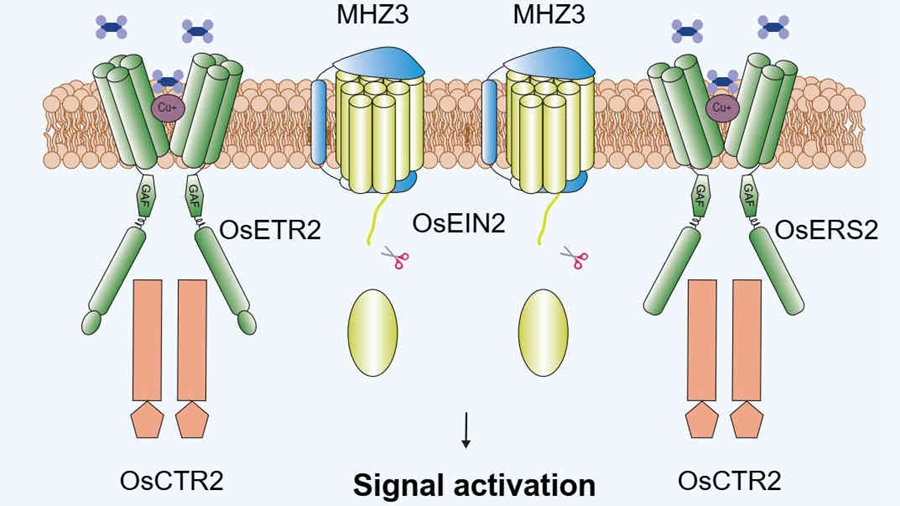 The Dual Role of Membrane Protein MHZ3 in Rice Ethylene Signal Transduction