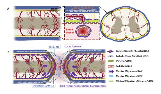 Heterogeneity in Fibrotic Scars After Spinal Cord Injury Revealed