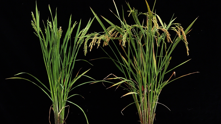 Researchers Discover the Molecular Mechanism Underlying tms5-mediated TGMS in Rice