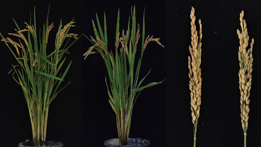 Researchers Establish a New Synthetic Apomixis System Using Rice Endogenous Genes