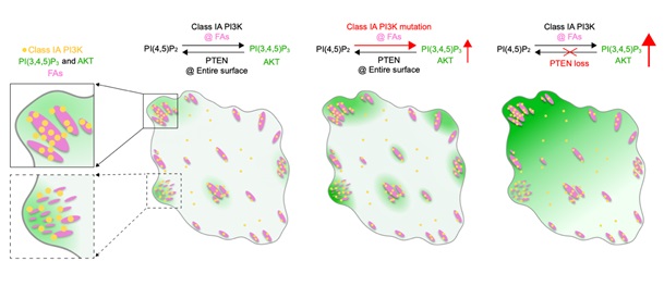 Researchers Uncover Focal Adhesions as Signaling Hubs Organizing PI3K-PI(3,4,5)P<sub>3</sub>-AKT Signaling Activation