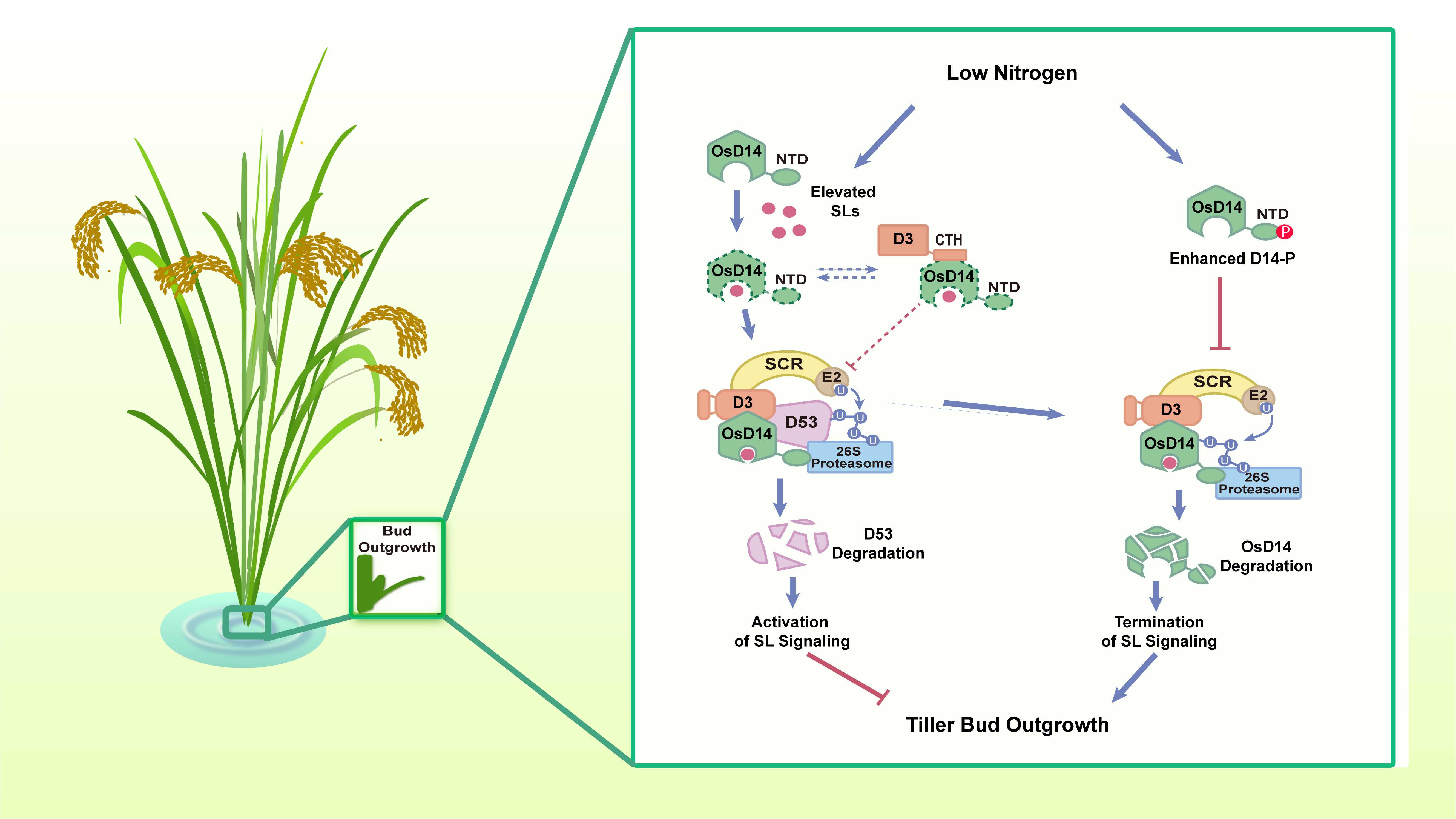 Chinese Scientists Reveal Mechanisms of Strigolactone Perception and Its Central Role in Tillering Responses to Nitrogen