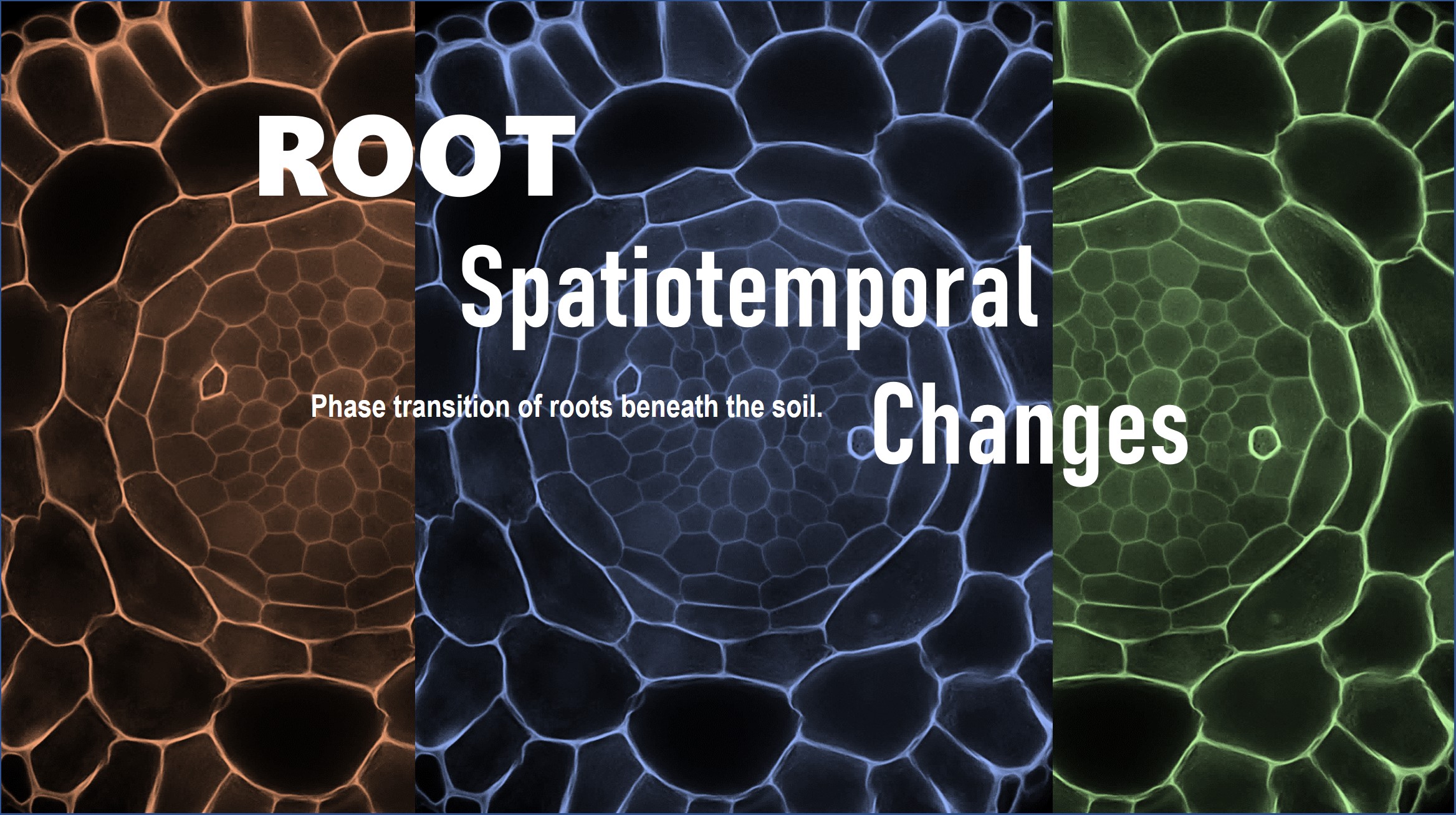 Researchers Uncover Mechanism of Root Morphology Change and Thickening