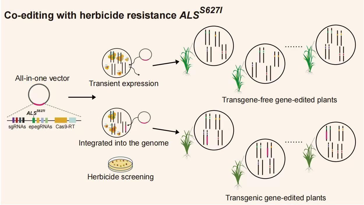 Researchers Develop a Cas9-PE System to Achieve Precise Editing and Site-Specific Random Mutation in Rice