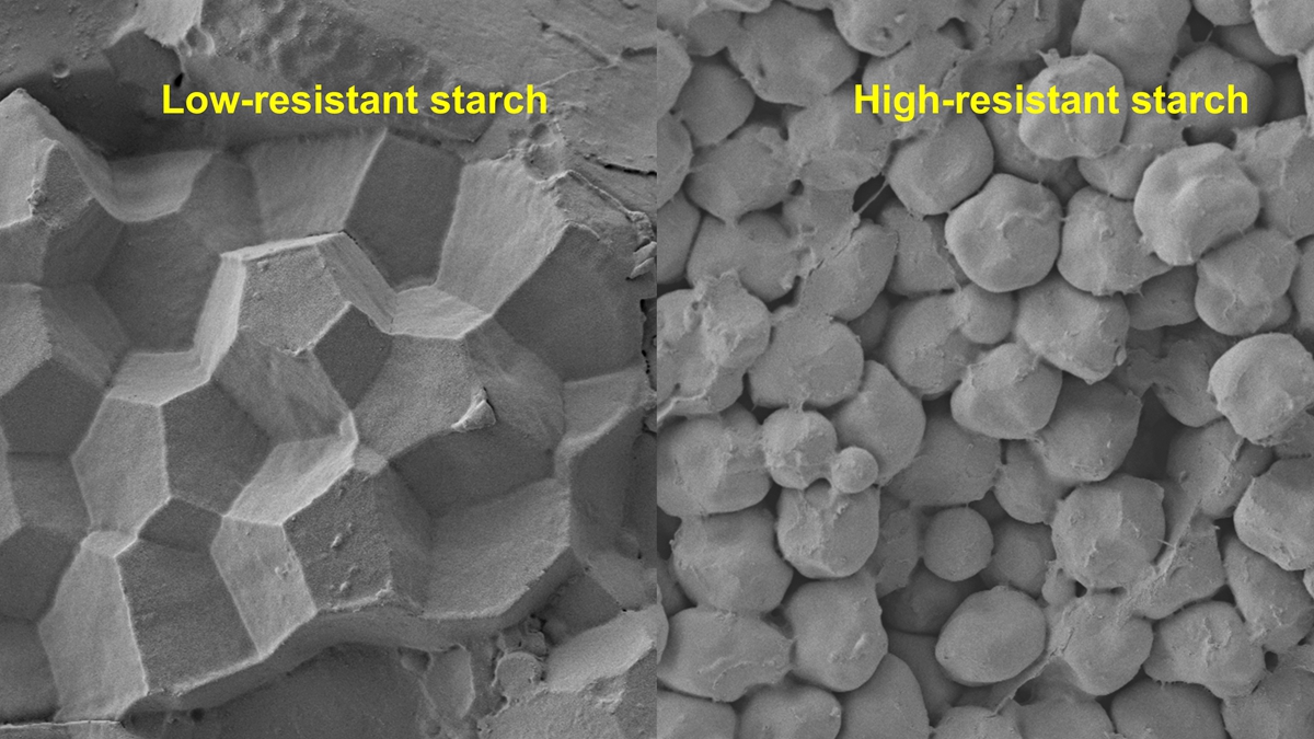 Researchers Create High-Resistant Starch Rice by Impaired Amylopectin Synthesis