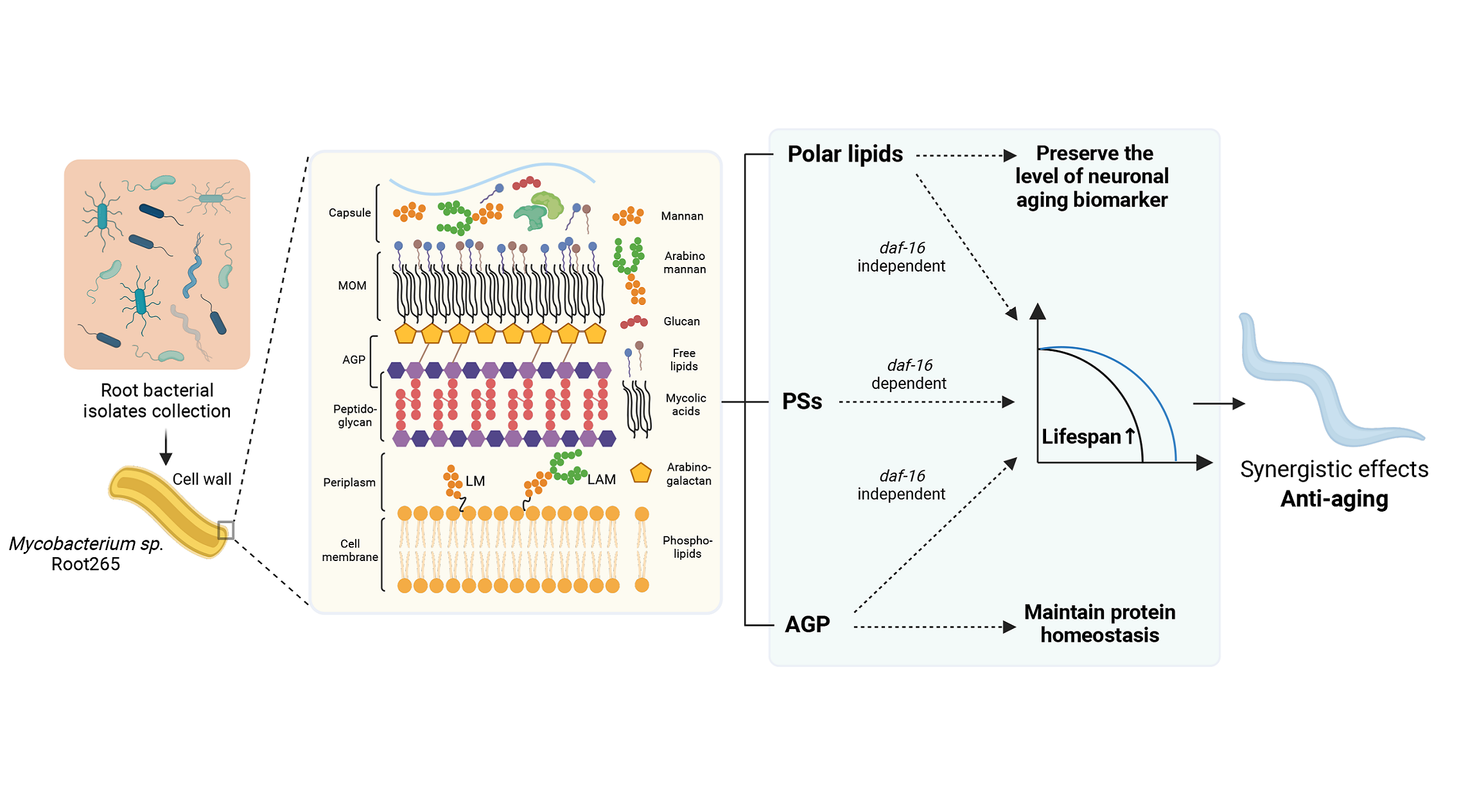 The Soil <em>Mycobacterium sp.</em> Derived Molecules Modulate Health and Lifespan in <em>Caenorhabditis elegans</em>