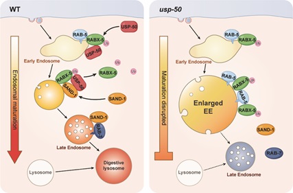 Researchers Unveil a Key Mechanism Behind Cellular Recycling and Organization