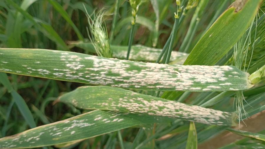 Researches Reveal a Novel <em>NLR</em> Pair Regulate Wheat Resistance to Powdery Mildew