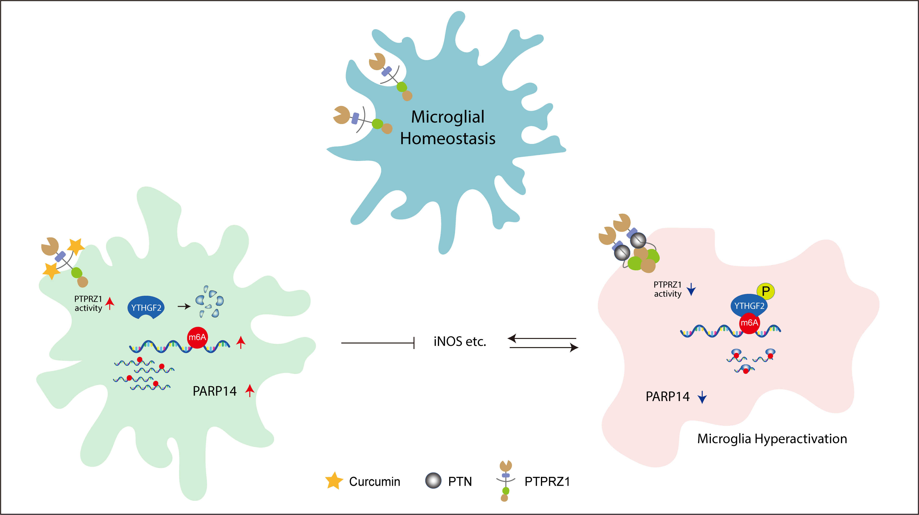 Study Reveals a Novel Mechanism by Which Traditional Chinese Medicine Regulates Neuroinflammation Following Epileptic Seizures