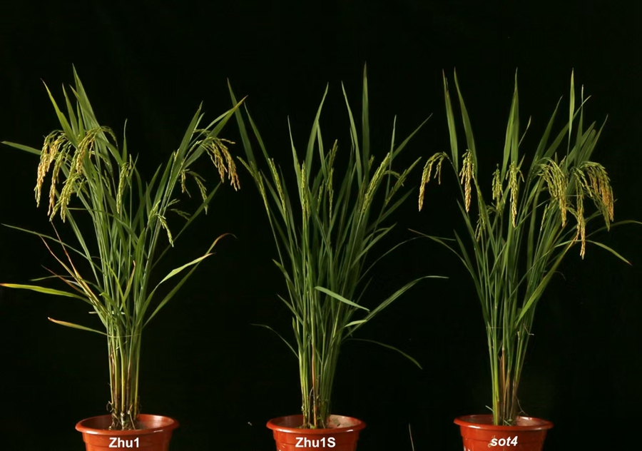 Ribosome-associated Quality Control Regulates Critical Sterility-inducing Temperature in Rice