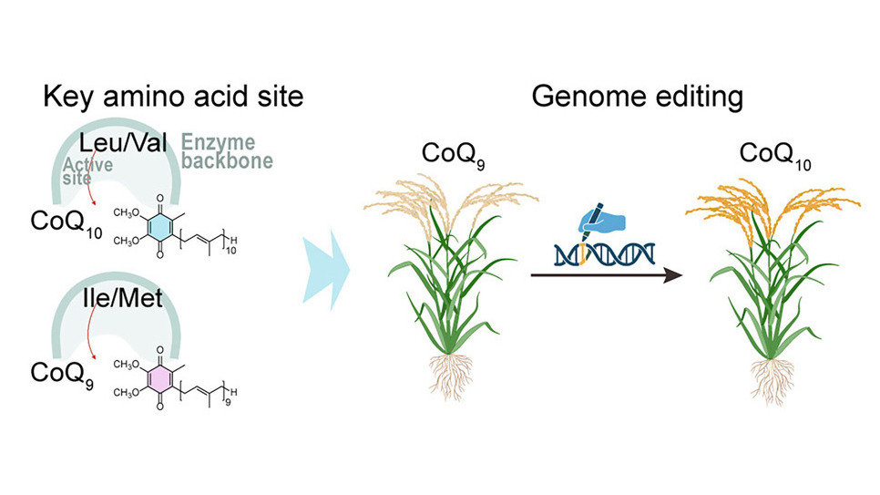 Chinese Scientists Develop CoQ10-Producing Rice with Gene Editing