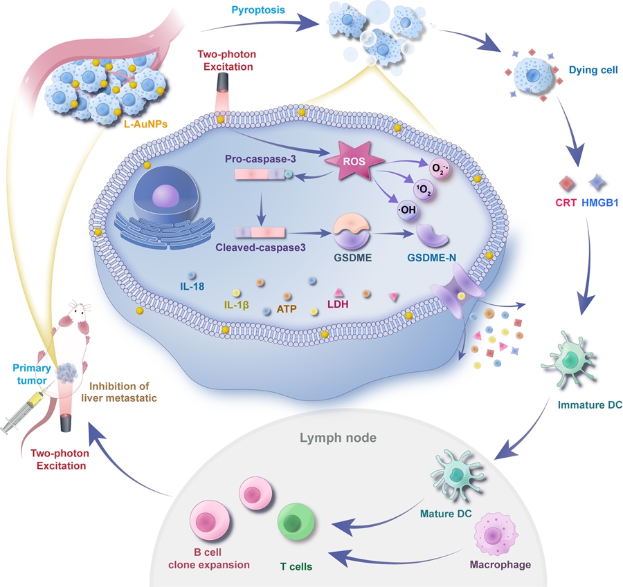 Scientists Design a Novel Strategy in the Construction of Nanoprobes for Tumor Therapy