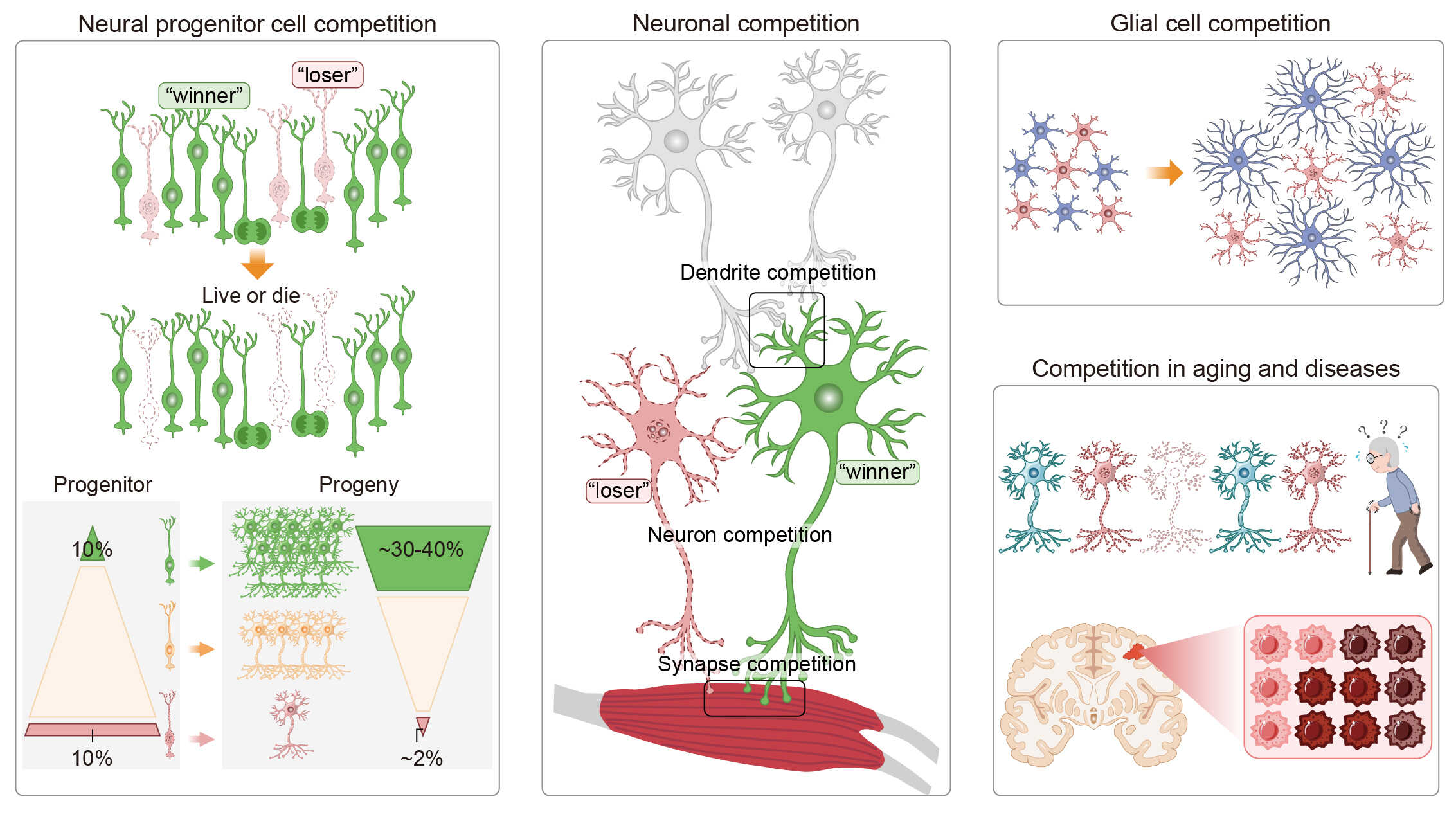 How Brain Cells Compete to Shape Our Minds: From Development to Aging