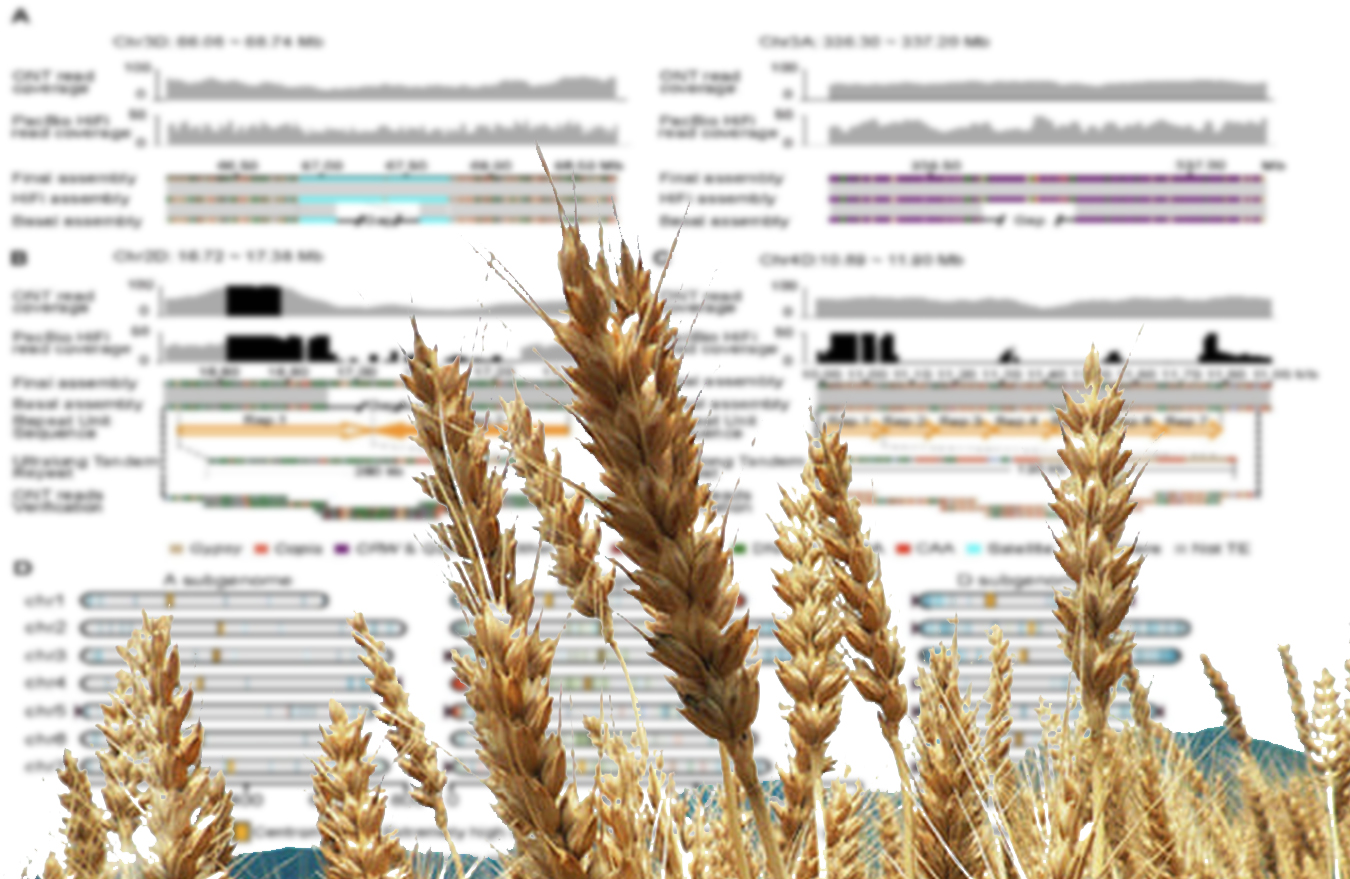 Near-Complete Genome Assembly of Chinese Spring Paves the Way for Future Wheat Breeding