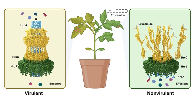 Chinese Scientists Reveal Anti-Bacterial Role of Plant Metabolite