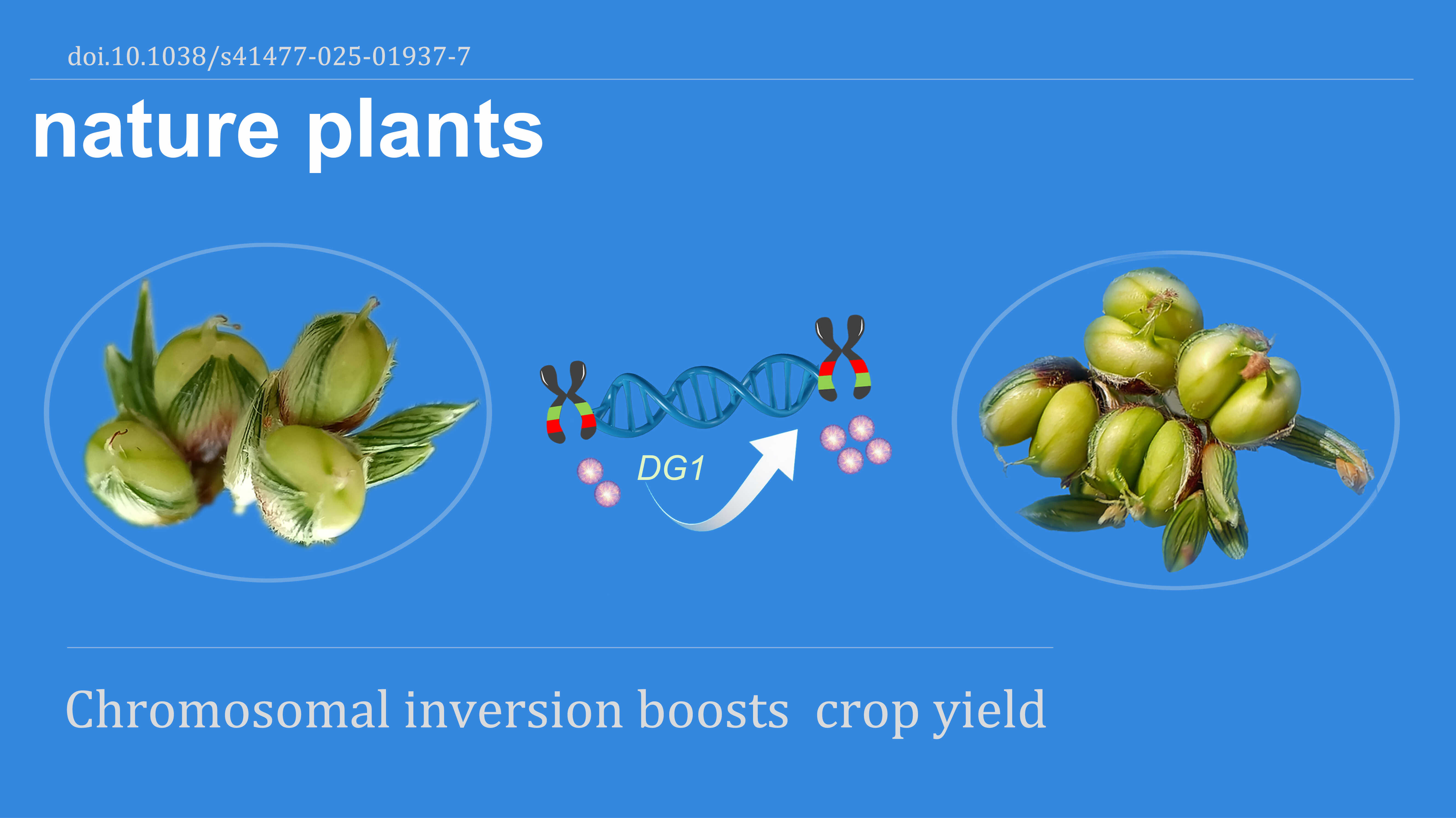 Chinese Scientists Find Structural Variation that Boosts Grain Number in Sorghum