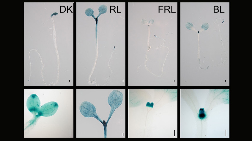 Scientists Reveal Epigenetic Regulation of Photomorphogenesis in Plants