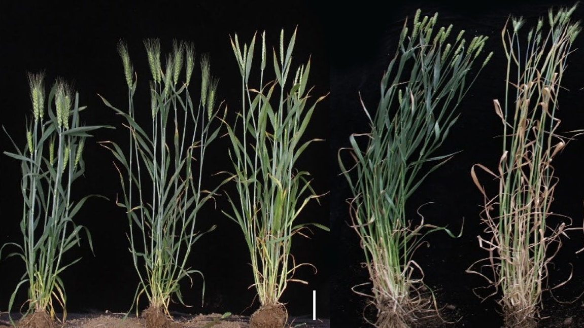 Chinese Scientists Unravel the Century-old Mystery of Wheat Hybrid Necrosis