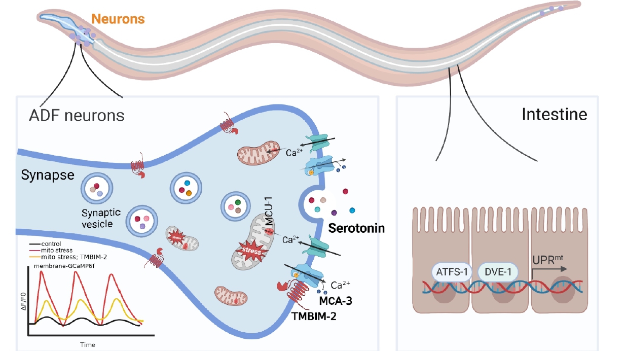 Scientists Reveal Neuronal Calcium Oscillations involved in Tissue Communication