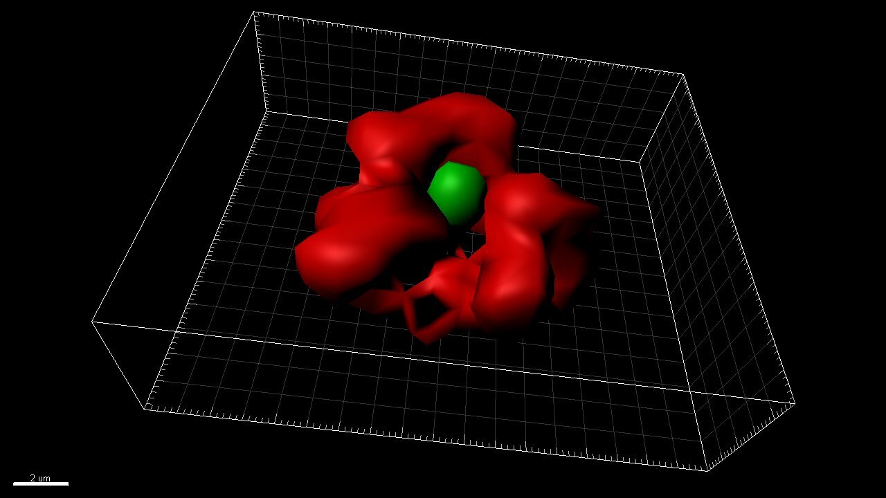 Researchers Develop a Singlet Microtubule Lumen Protein Identification System