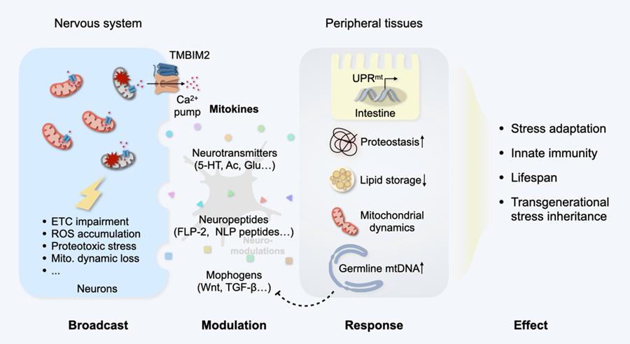 Mito-nuclear Communication Scales Beyond the Cell