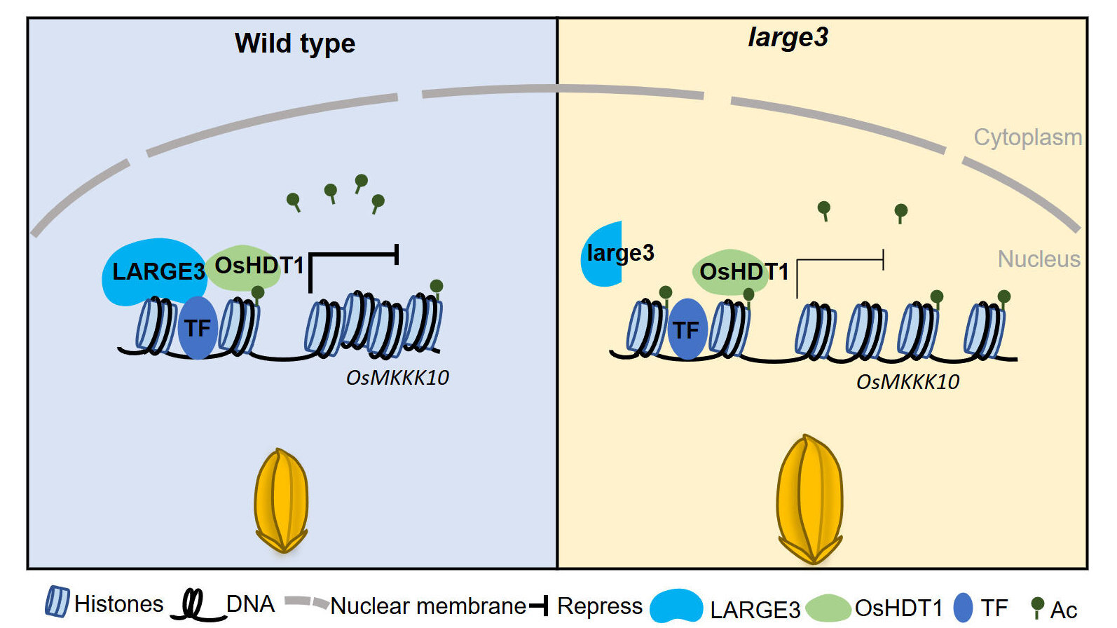 Researchers Reveal a New Epigenetic Mechanism by Which the LARGE3-OsHDT1 Complex Controls Grain Size in Rice