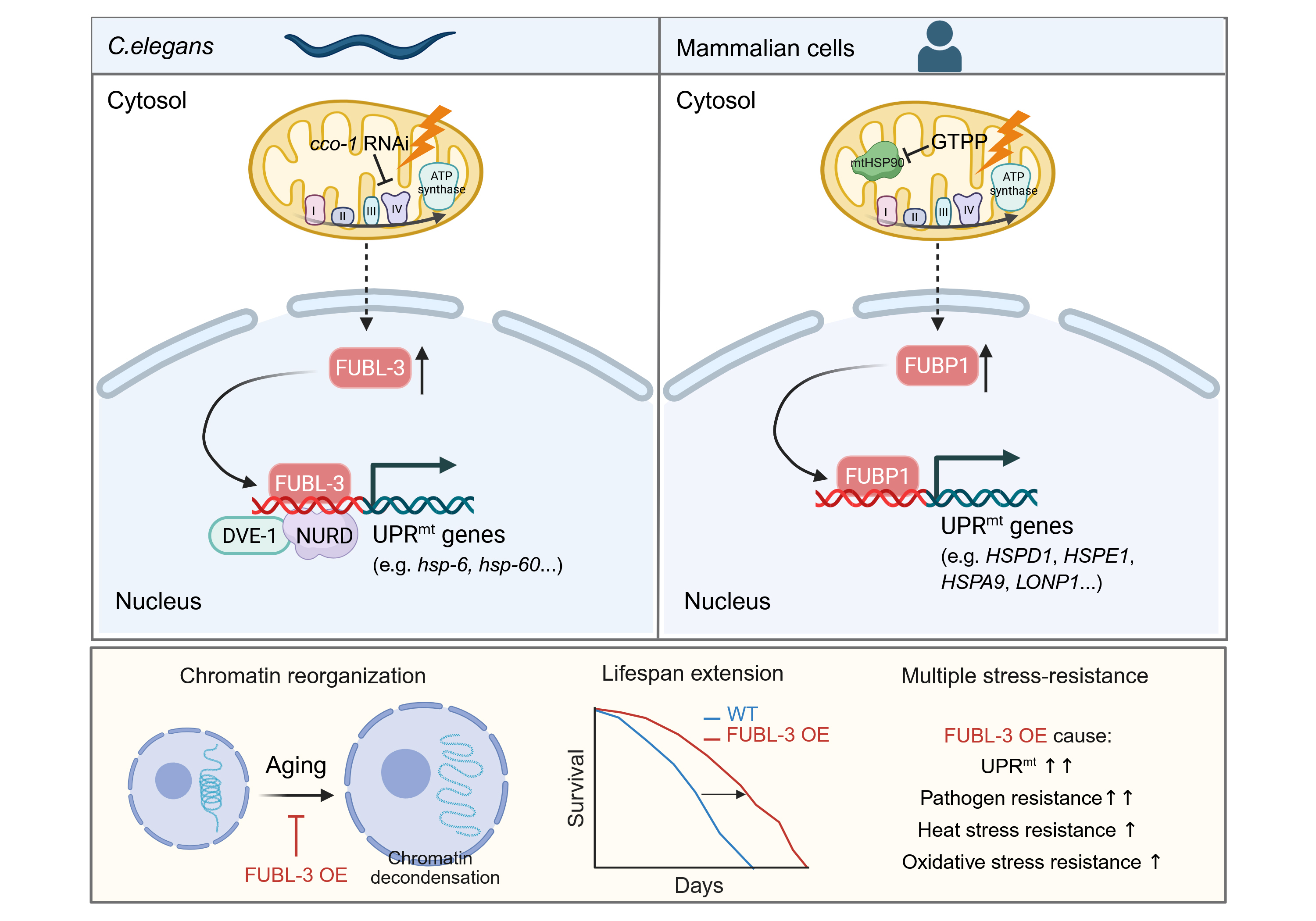 FUBL-3/FUBP1 Bridges Mitochondrial Stress to Chromatin Remodeling and Longevity