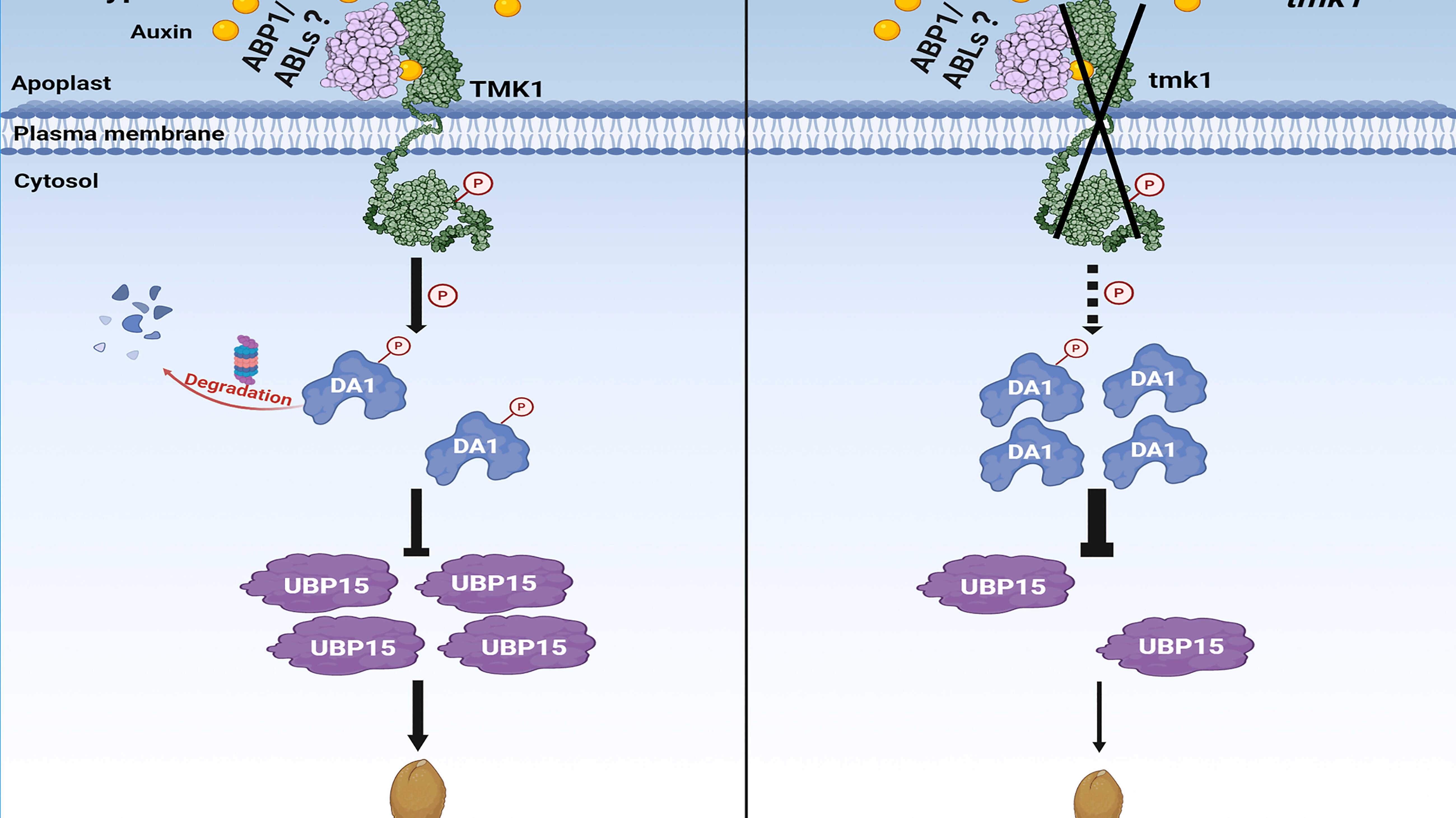 A Phosphorylation Switch Translates Auxin Signals into Seed Development
