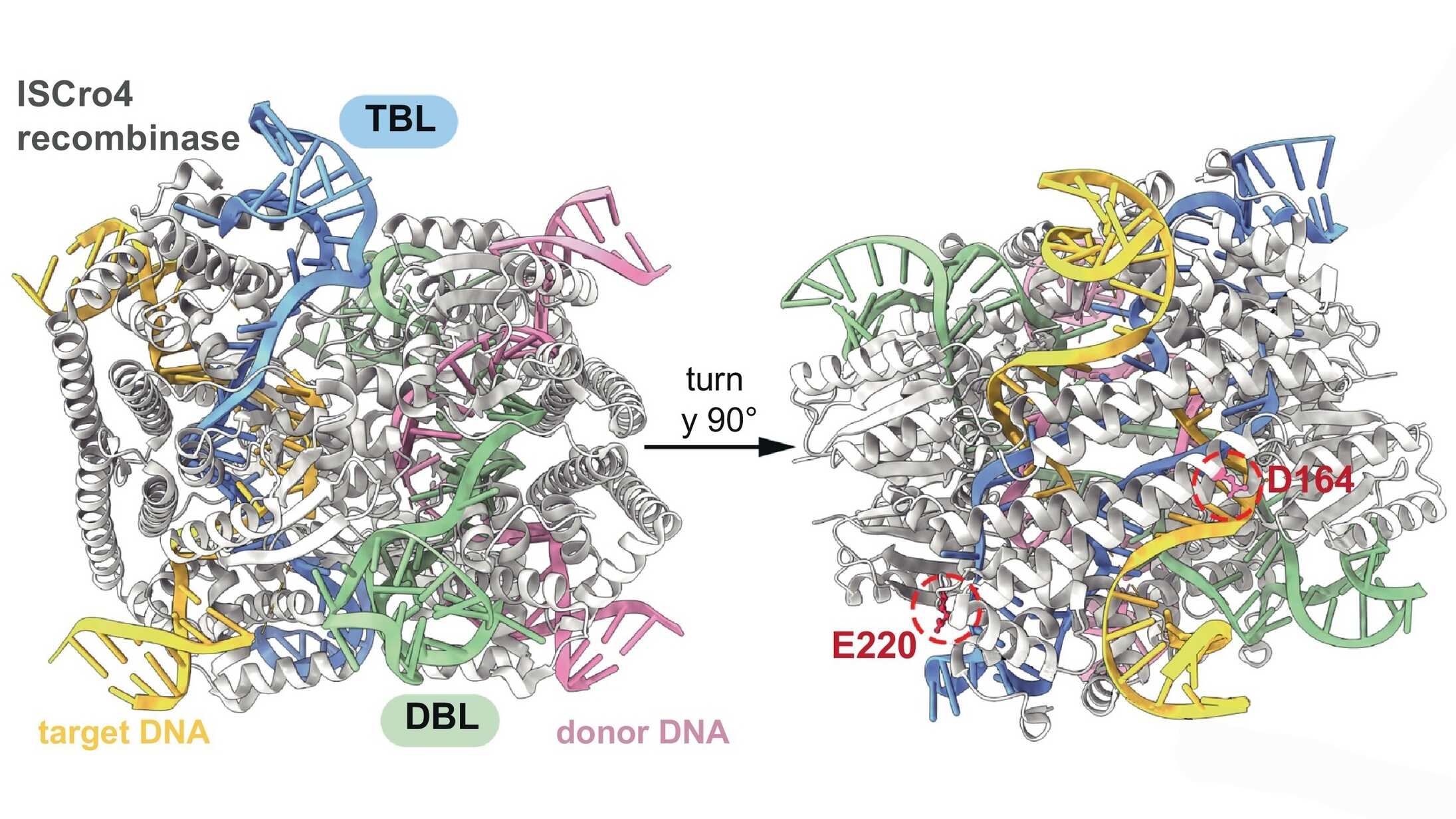 Researchers Develop Bridge RNA-Guided Large-Fragment Editing System for Cross-Kingdom Precise Genome Manipulation