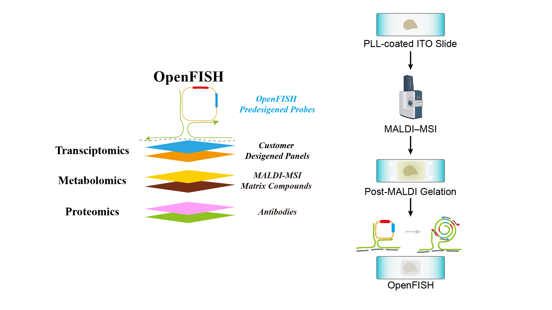 OpenFISH enables same-section spatial transcriptomics and MALDI–MSI integration