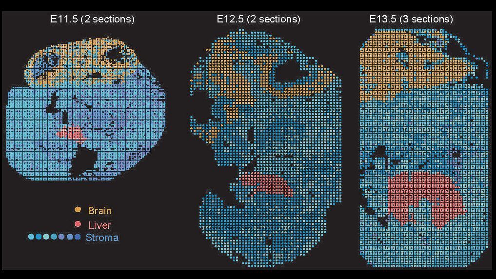 Researchers Develop SpaceA: A Spatial Omics Technology for Higher-Order Chromatin Architecture