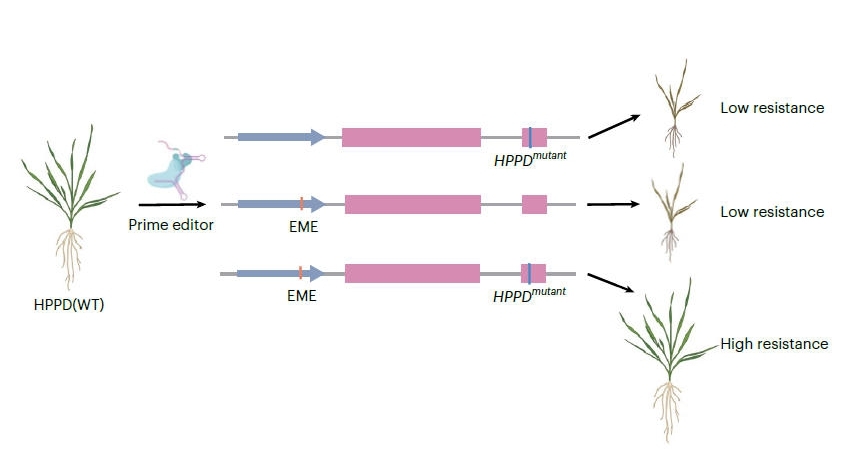 Scientists Engineer Elite Herbicide-Tolerance Alleles by Coupling Protein Design with Gene-Expression Tuning