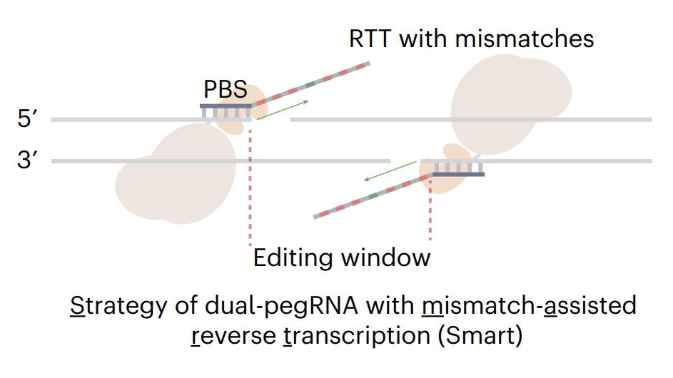Scientists Develop New System to Boost Prime Editing in Dicot Plants