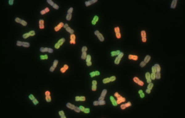 Center for Molecular Agrobiology