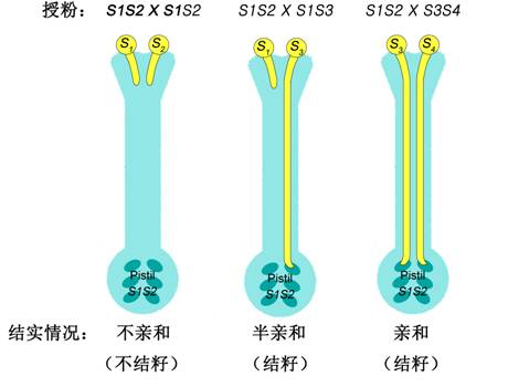 自交不亲和反应示意图